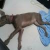 Mya chillin out at work she is getting big and she looks real relaxed. Please keep the pics coming  Thanks